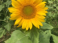 -武汉紫薇都市田园