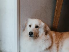 -尤加利咖啡馆