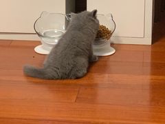 -70cat德文卷毛猫·缅因猫纯种猫舍