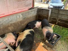 -园林美食城·本土农家菜(杨和镇店)