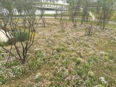 -白鹭湾湿地公园