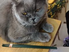 -平行世界·猫咖(首经贸店)