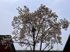 -天坛公园