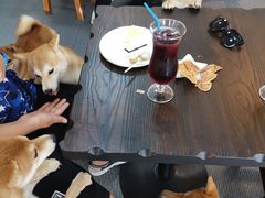 -柴源莊·柴小宠柴犬咖啡