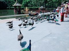 -西双版纳原始森林公园