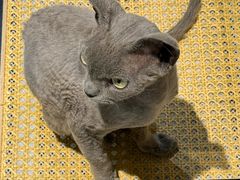 -琪喵猫屋·撸猫猫咖·猫舍