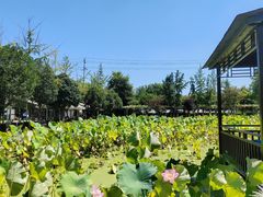 -洪湖家庭农场·团建·露营·会议