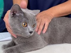 -乐琪宠物医院·犬猫专科·骨外科·急重症