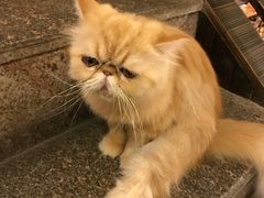 -more than meow吴止猫主题餐厅(承德 中船汇店)