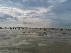 -红树林天天赶海