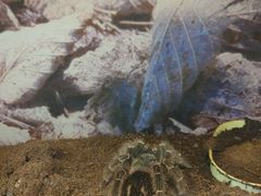 -上海大自然野生昆虫馆(东方明珠·爬宠昆虫探索中心)