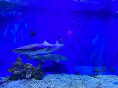 -太平洋海底世界