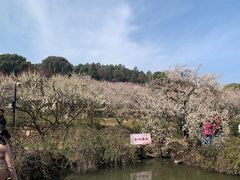 -香雪海