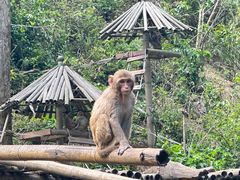 -西双版纳原始森林公园