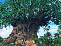 -奥兰多迪士尼动物王国乐园