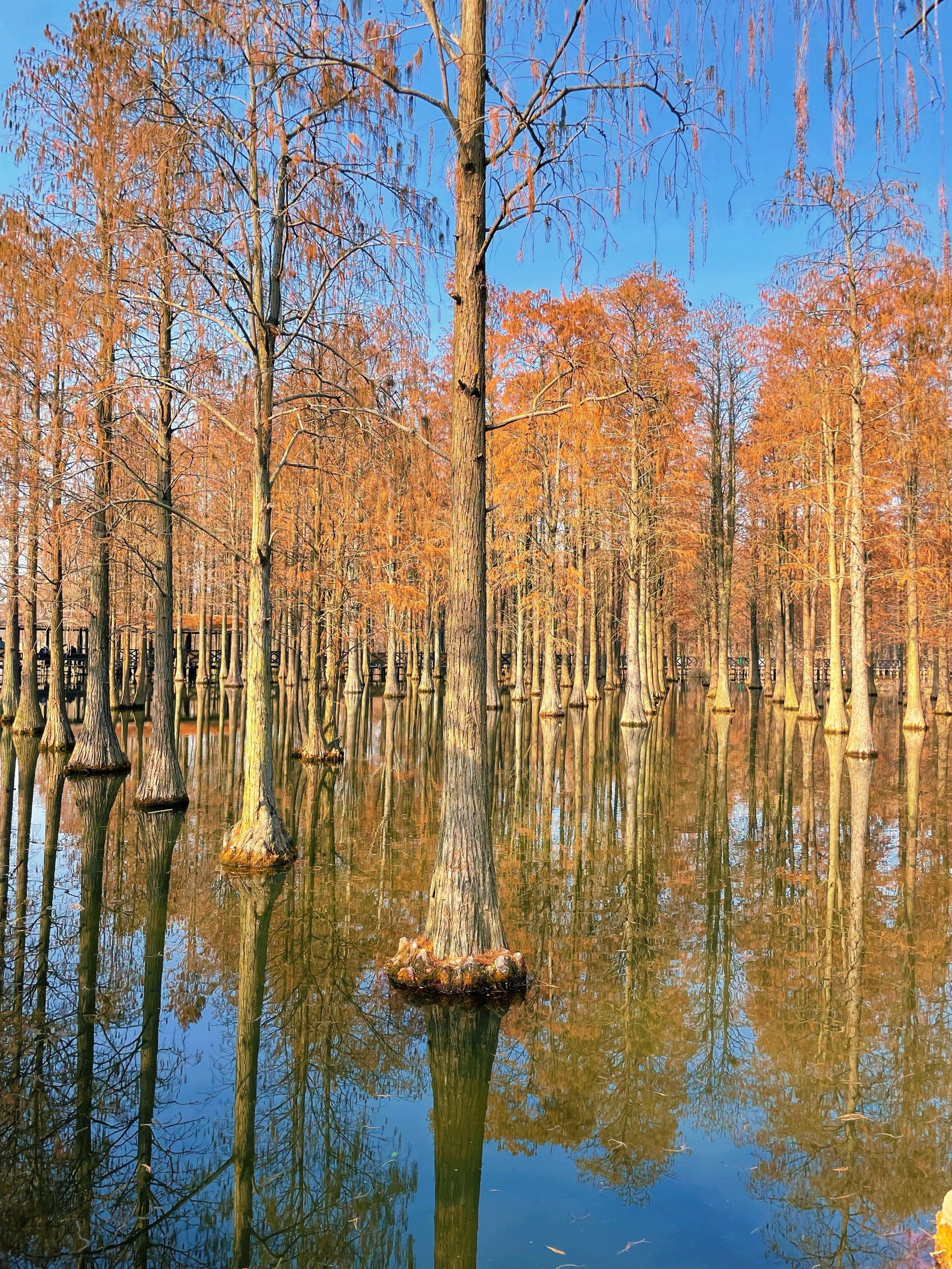 国宝级的水杉真的很神奇