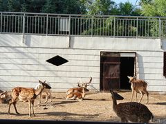 -青藏高原野生动物园