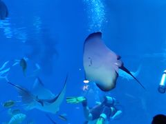 -烟台海昌鲸鲨海洋公园
