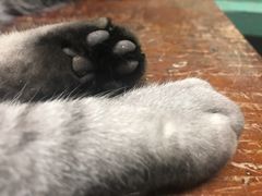 -猫咪博物馆(顶澳仔猫街店)