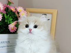 -小猫来了·猫舍(红山六九七九店)
