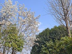-嘉定紫藤园