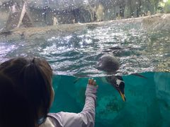 -横琴湾畔餐厅(长隆海洋王国白鲸剧场店)