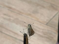 -lululemon(上海浦东IFC店)