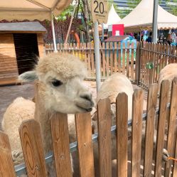 -萌宠亲子动物乐园(槐房万达店)