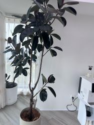 -HEYAN荷妍专业脱毛连锁机构