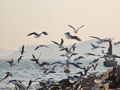 -海云台海滩