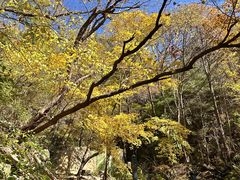 -王顺山国家森林公园