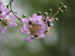 -锡师附小学(学前街校区)