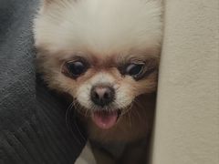 -怪兽屋·羊驼·猫咖·狗咖(俊华广场店)