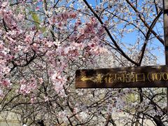 -桃花堤公园