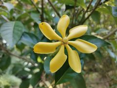 -中国科学院西双版纳热带植物园