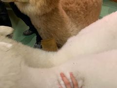 -藦茜花园宠物主题亲子互动体验馆(国顺东路店)