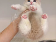 -lincat·猫舍(广州店)