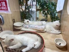 -屋虎猫馆(宝安大仟里店)