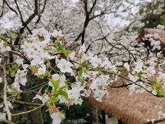 -中国茶叶博物馆(双峰馆区)