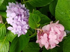 -上海吴淞炮台湾国家湿地公园