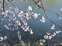 -桃花堤公园