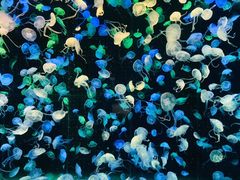 -珠海长隆海洋王国
