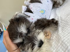 -萌兽医馆·犬猫专科·眼科中心·宠物医院(朝阳门分院)