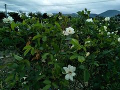 -亚龙湾国际玫瑰谷