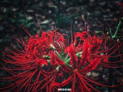 -上海滨江森林公园