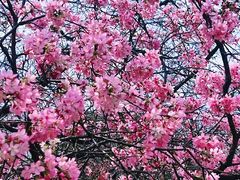 -天适樱花悠乐园