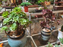 -双季花艺园艺市场(浦东店)