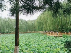-东升八家郊野公园