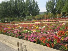-菊花台公园