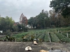 -野蔓果·山野菜(西湖景区·龙井茶田店)